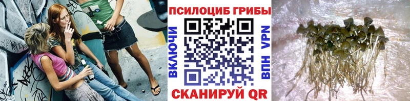 кракен tor  Чистополь  Галлюциногенные грибы Psilocybe 